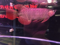 PREMIUM INDONESIAN SUPER RED AROWANA