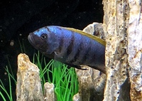 Jalo reef mbuna cichlids