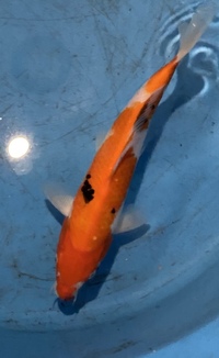 TOP QUALITY GENUINE JAPANESE KOI FOR SALE . COUNTY DURHAM