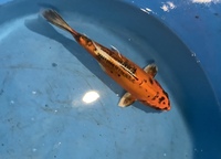 TOP QUALITY GENUINE JAPANESE KOI FOR SALE . COUNTY DURHAM