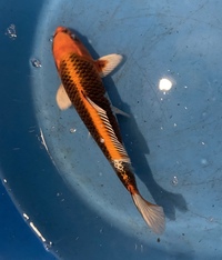 TOP QUALITY GENUINE JAPANESE KOI FOR SALE . COUNTY DURHAM