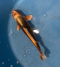 TOP QUALITY GENUINE JAPANESE KOI FOR SALE . COUNTY DURHAM