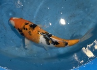 TOP QUALITY GENUINE JAPANESE KOI FOR SALE . COUNTY DURHAM