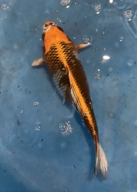 TOP QUALITY GENUINE JAPANESE KOI FOR SALE . COUNTY DURHAM