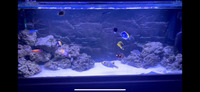 Marine fish for sale