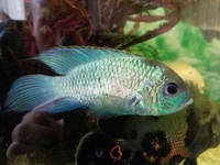 REDUCED - ELECTRIC BLUE ACARA - BREEDING PAIR