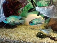 REDUCED - ELECTRIC BLUE ACARA - BREEDING PAIR