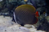 Sohal tang / collare butterfly fish Sold…