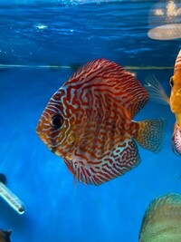 Discus Available Faversham