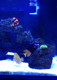 Bi Colour Fiji Foxface Rabbit Fish 10-15cm - £70