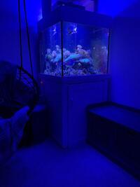 Reef Livestock in Aqua 1 275l tank complete set up