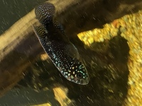 American Cichlids for sale £250