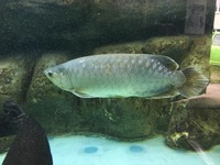 NAMI GREEN ASIAN AROWANA - 22-24inch - £400