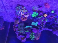 Reef Livestock in Full marine set up Manchester