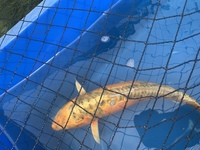 Koi for sale