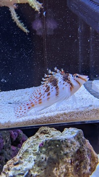 Dwarf hawkfish