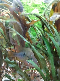 Ellioti Cichlid fry for sale..Lancashire