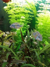 Ellioti Cichlid fry for sale..Lancashire