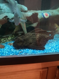 Hypostomus plecostomus