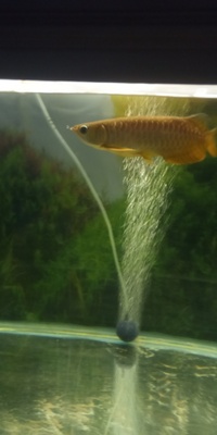 Red tail golden arowana