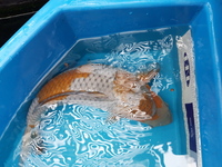 Koi for Sale