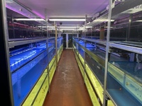 PLANET AROWANA NEW STOCKIST OF AROWANA