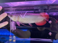 PLANET AROWANA NEW STOCKIST OF AROWANA