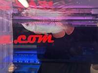 PLANET AROWANA NEW STOCKIST OF AROWANA