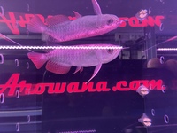 PLANET AROWANA NEW STOCKIST OF AROWANA