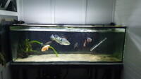 6FT AQUARIUM COMPLETE SETUP £250