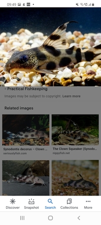 Cuatard syndontis and Clown Synodontis