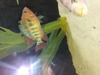 breeding pair of red terrors