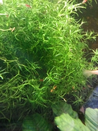 Guppy grass