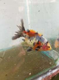 RARE FANCY GOLDFISH.. SHOW QUALITY