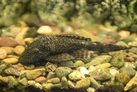 Ancistrus Bristlenose Plecos (free)