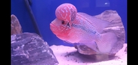 Super red dragon flowerhorn