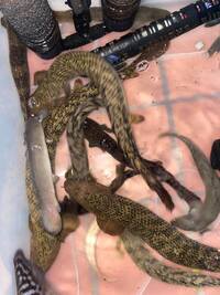 Bichirs + Rare Australian Catfish - SHIPPING AVAILABLE - UPDATED 08/09/2021