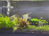 Angel fish and Corydoras for sale