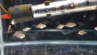 Cichlids for sale