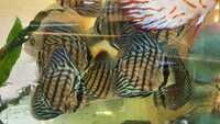 2-3 inch royal Blue Turquoise Discus - Symphysodon sp £24.99