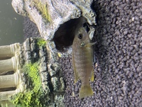 5 African cichlids £35