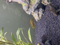 5 African cichlids £35