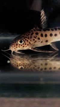 Synodontis multipunctatus group of 6