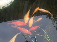 Goldfish for sale