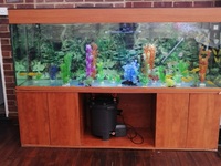 2m (6ft 6inches ) aquarium for sale.