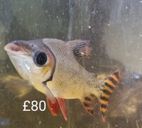 Fish for sale