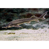 White Edged Grey Sterlet Sturgeon– Acipenser Ruthenus 8- 10 inches