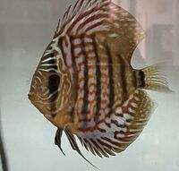 11 Very Large Stunning Stendker Discus can Deliver