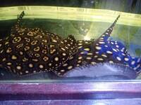 Black diamond stingray, 2 males £350 for both