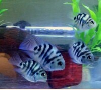 Polar Blue Convict Parrot Cichlids